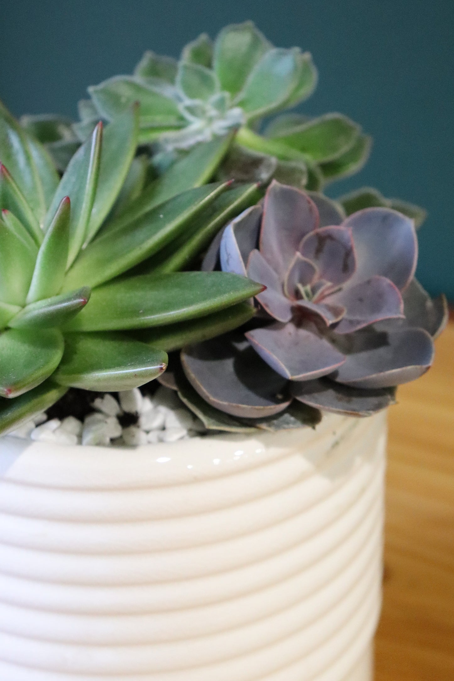 Large succulent planter - Fuller Flowers