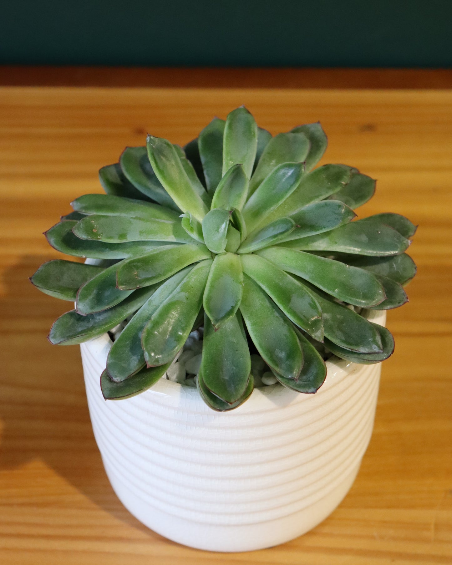Small succulent plant - Fuller Flowers