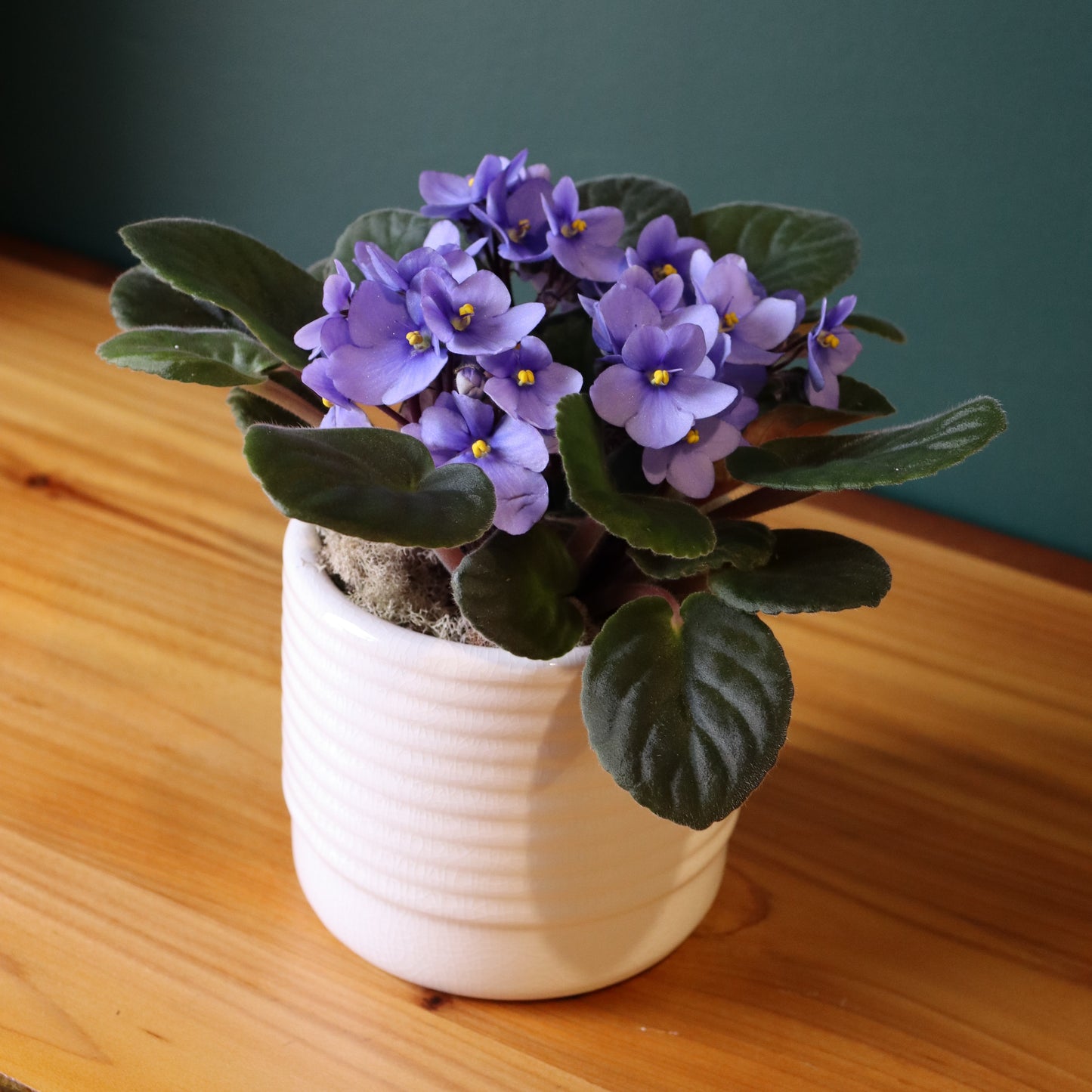 5" African Violet - Fuller Flowers