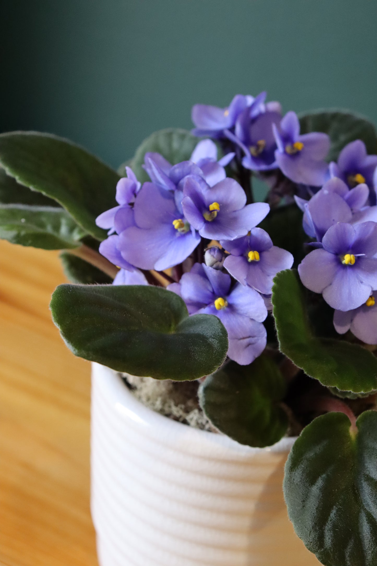 5" African Violet - Fuller Flowers
