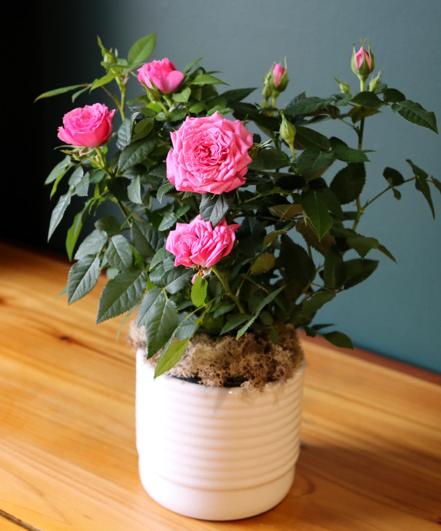 Mini Rose Plant - Fuller Flowers