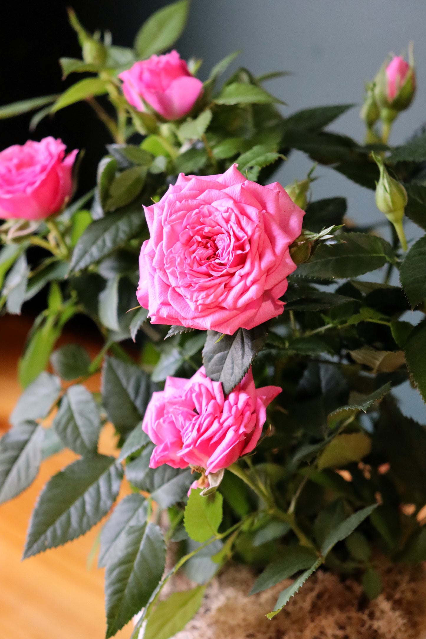 Mini Rose Plant - Fuller Flowers