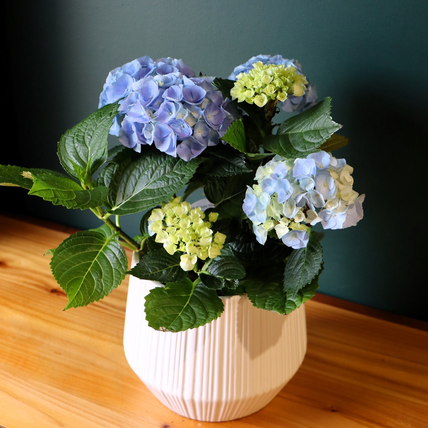 8" Hydrangea Plant - Fuller Flowers