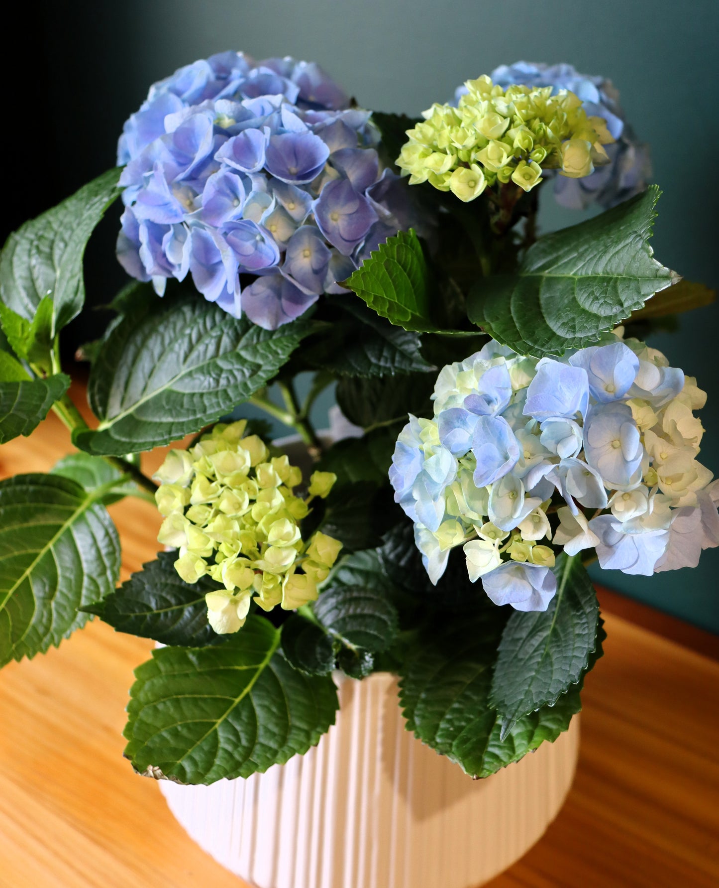 8" Hydrangea Plant - Fuller Flowers