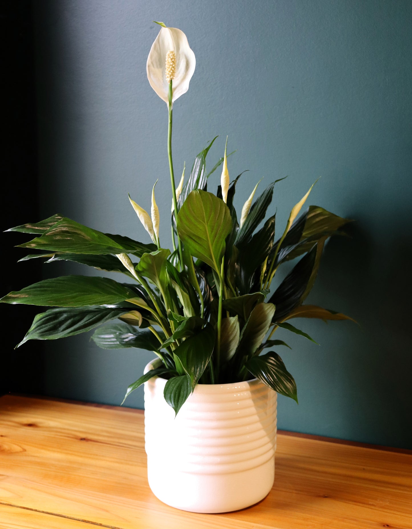 8" Peach Lily Plant - Fuller Flowers
