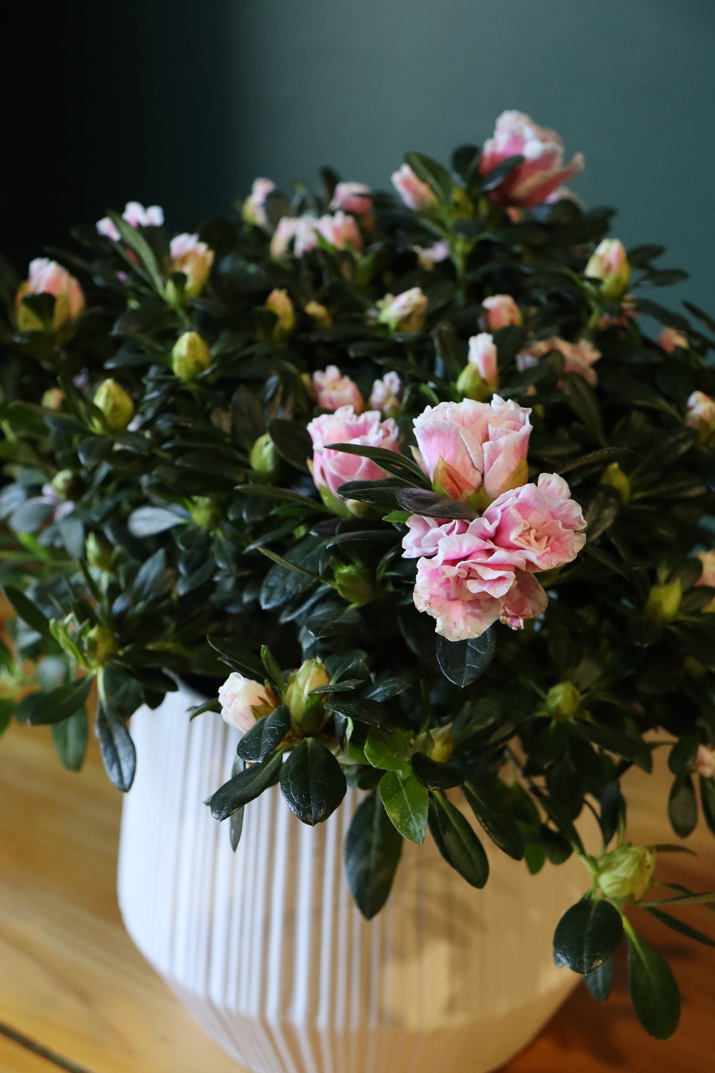 8" Azalea Plant