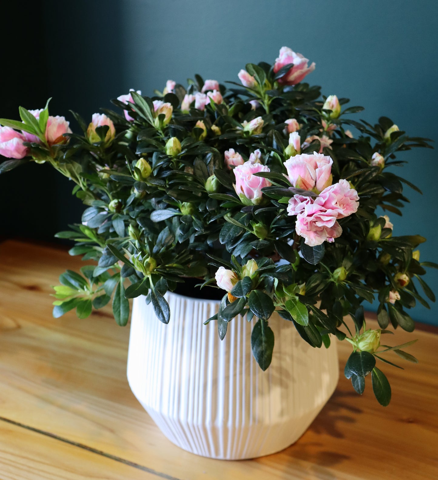 8" Azalea Plant
