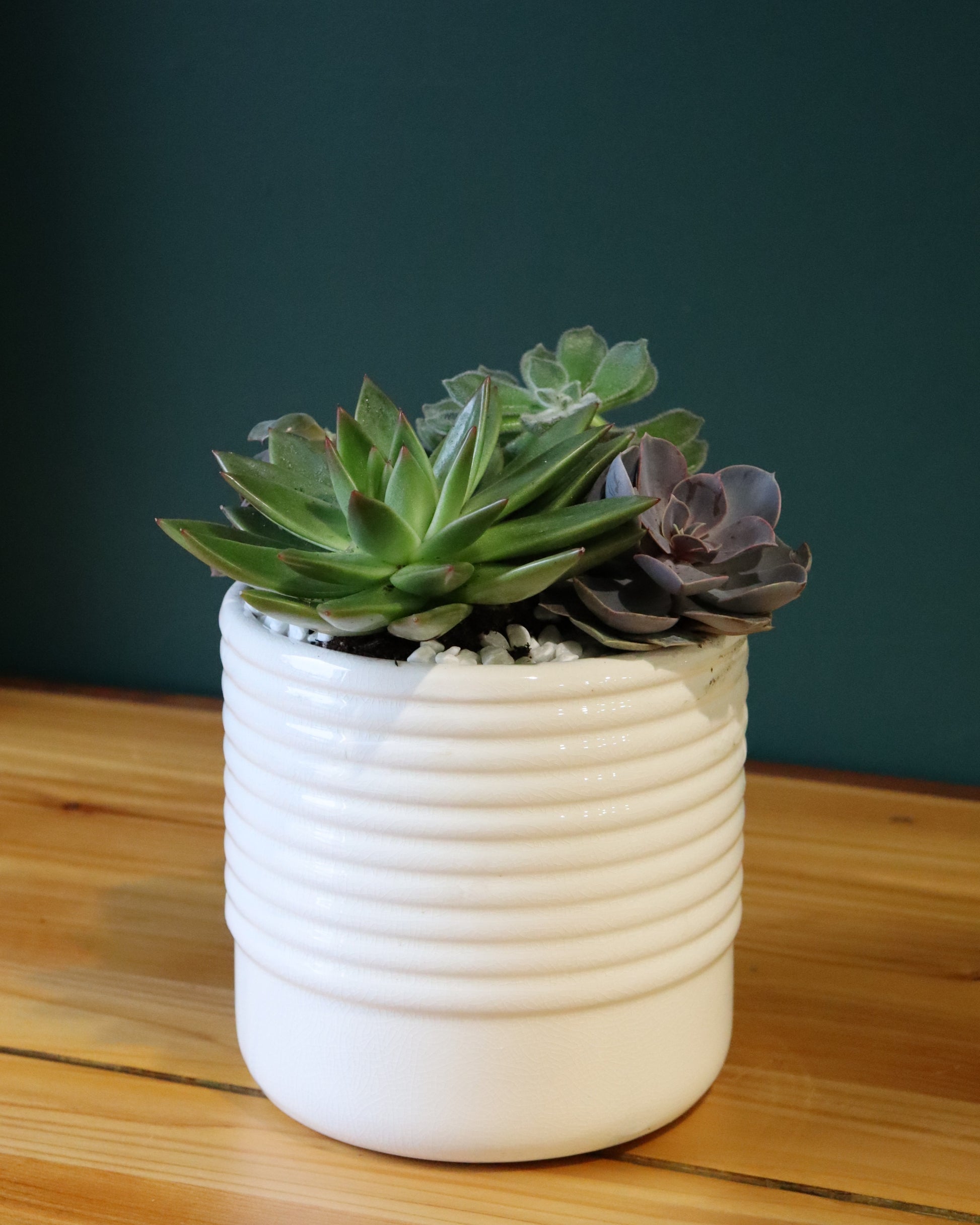 Large succulent planter - Fuller Flowers