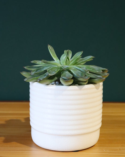 Small succulent plant - Fuller Flowers