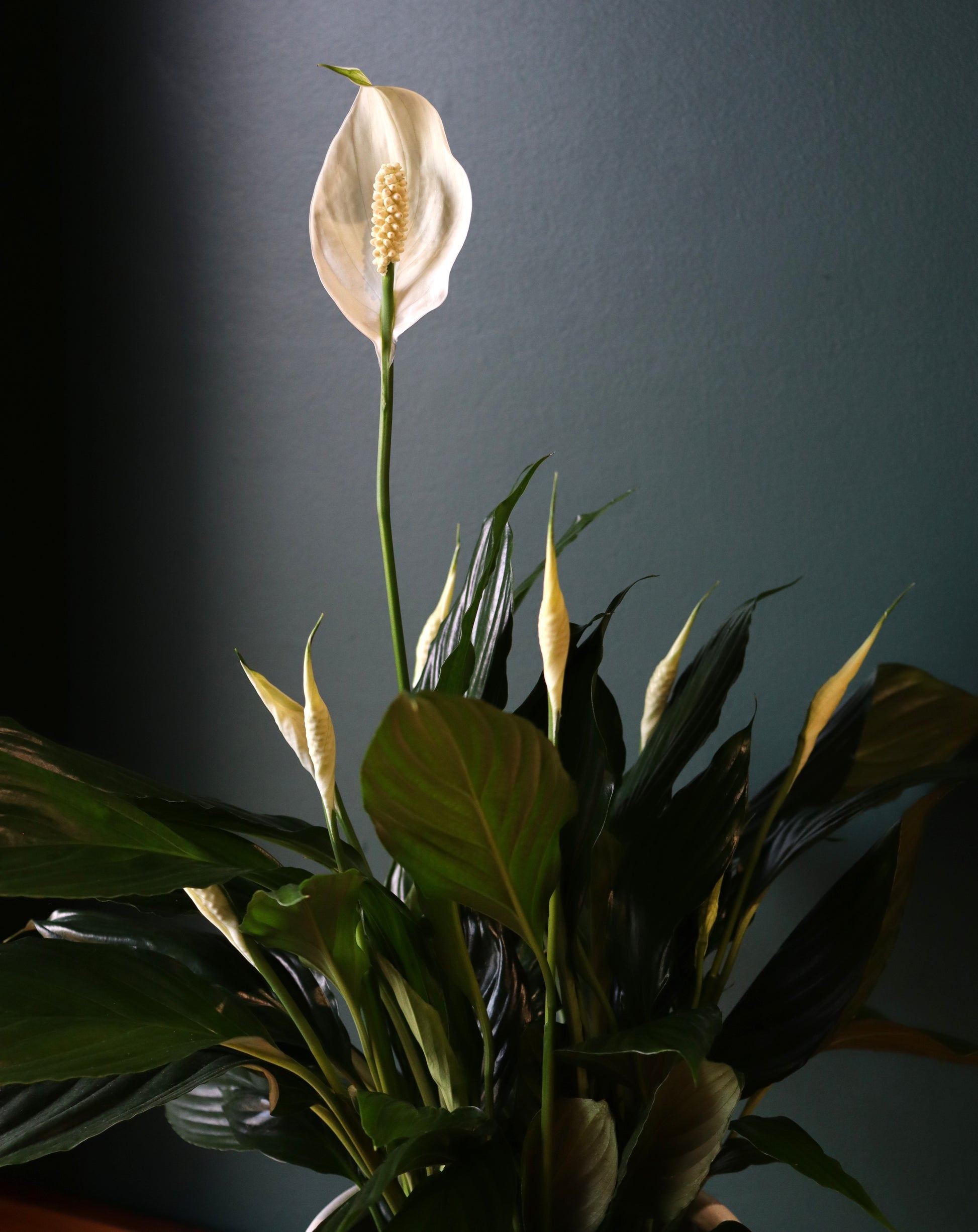8" Peach Lily Plant - Fuller Flowers
