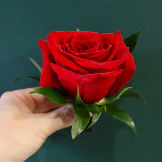 red rose bout